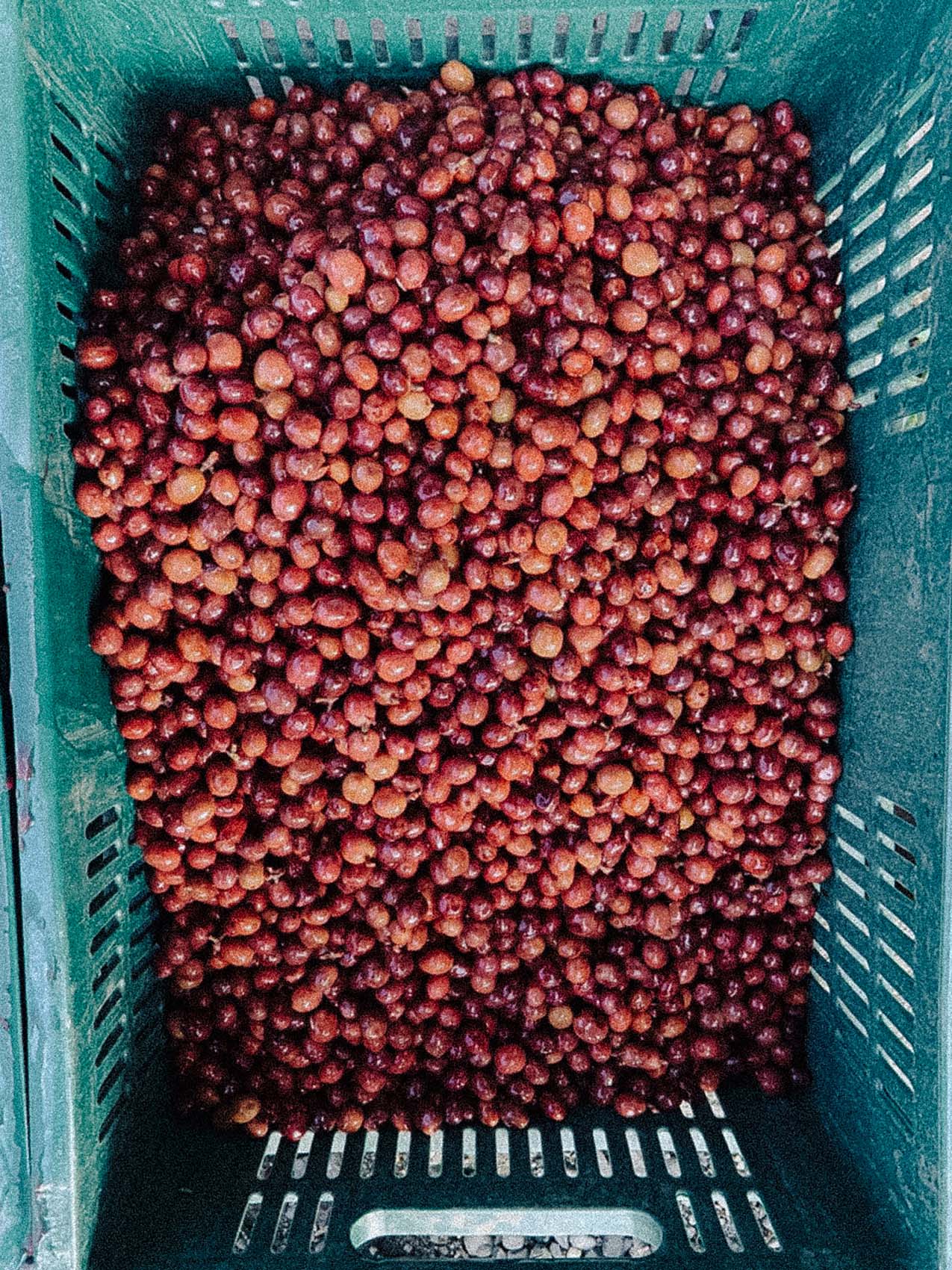 Chapata (Orange Wine)