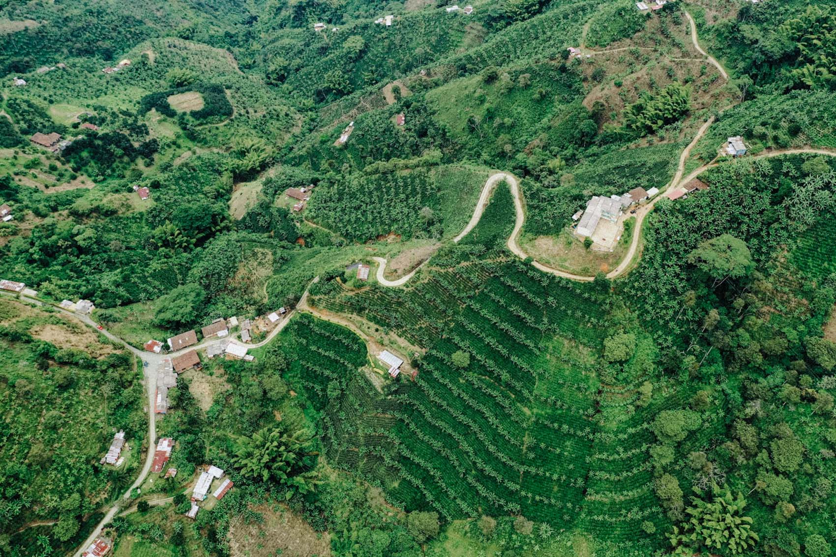 Chapata (Orange Wine)