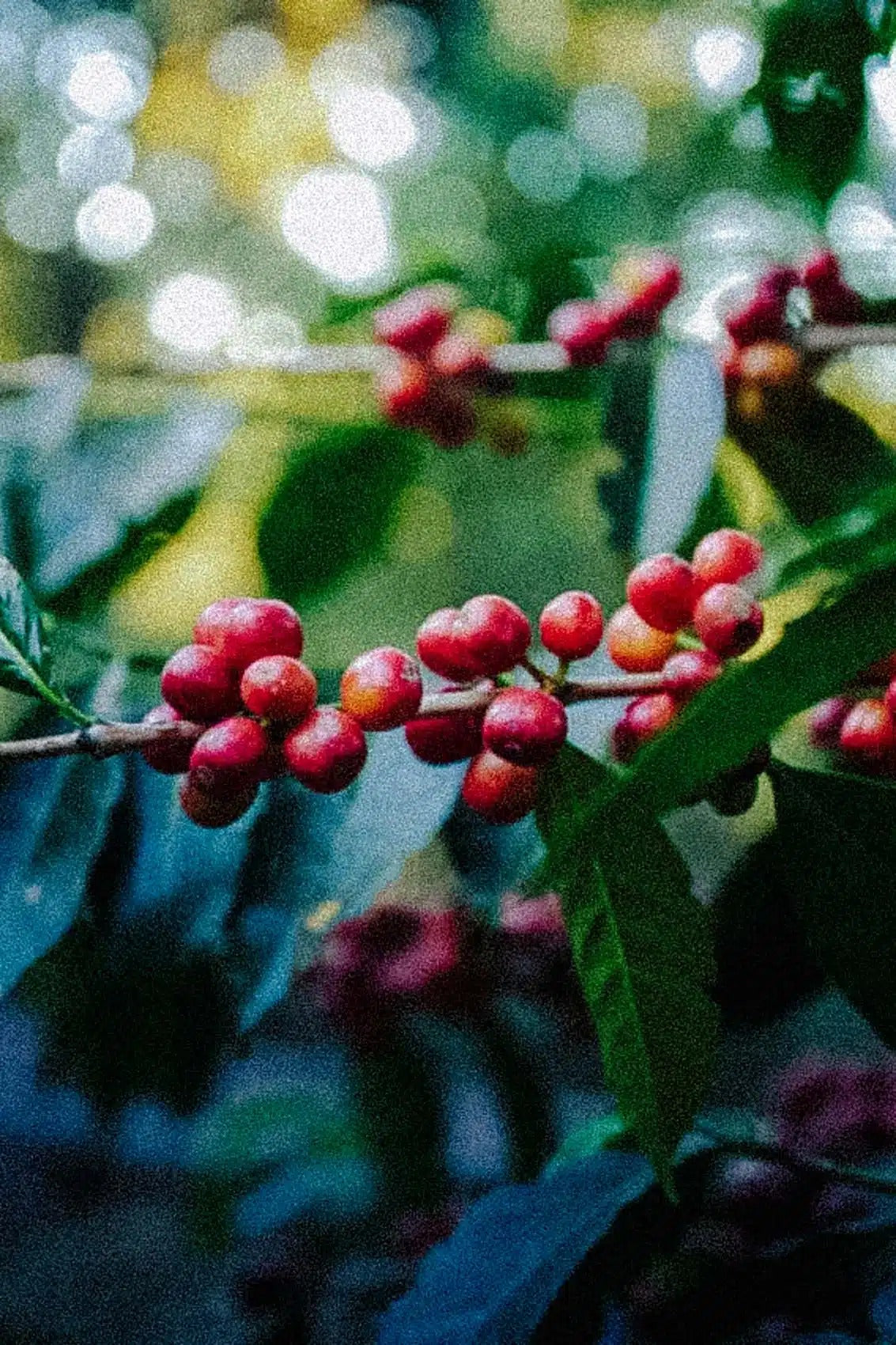 MOTHERSHIP BLEND